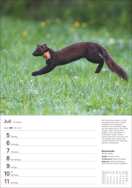 Produktbild: Heimische Tiere Wochenplaner 2027 - 53 faszinierende Fotografien