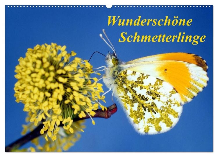 Produktbild: Wundersch&ouml;ne Schmetterlinge (Wandkalender 2026 DIN A2 quer), CALVENDO Monatskalender