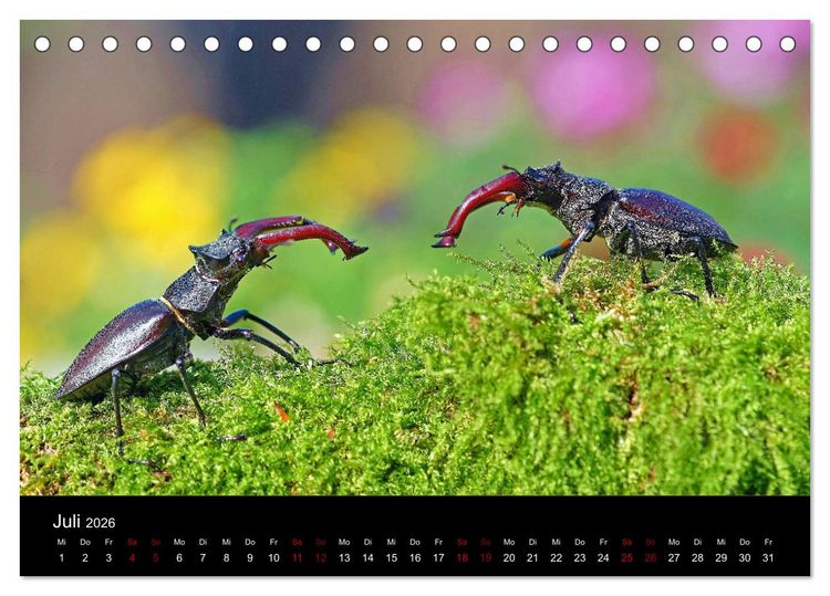 Produktbild: Der Waldspaziergang (Tischkalender 2026 DIN A5 quer), CALVENDO Monatskalender
