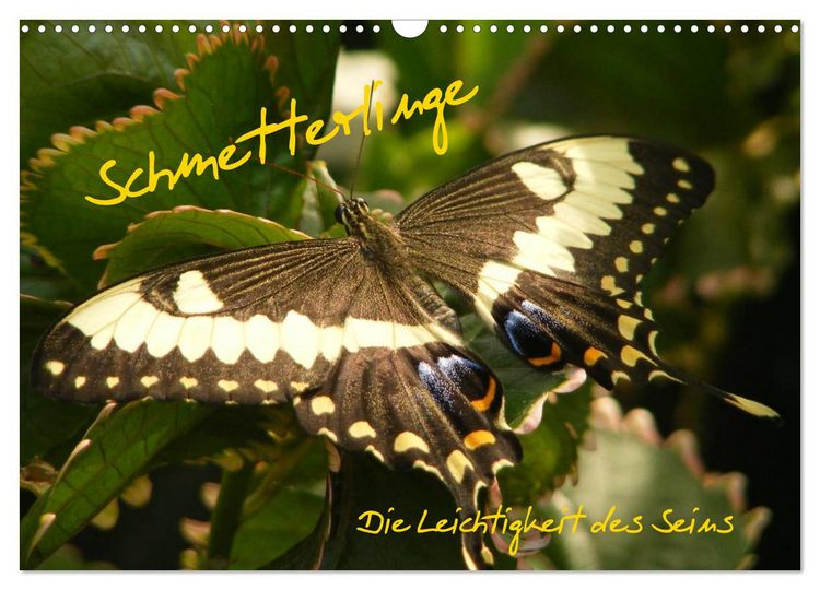 Produktbild: Schmetterlinge (Wandkalender 2026 DIN A3 quer), CALVENDO Monatskalender