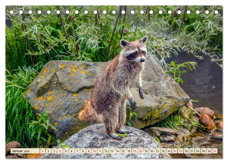 Produktbild: Waschb&auml;r - Niedlicher Allesfresser (Tischkalender 2026 DIN A5 quer), CALVENDO Monatskalender