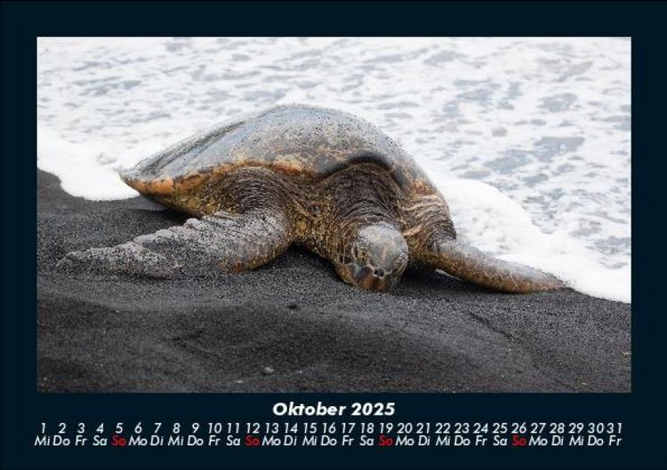 Produktbild: Schildkr&ouml;tenzauber 2025 Fotokalender DIN A5