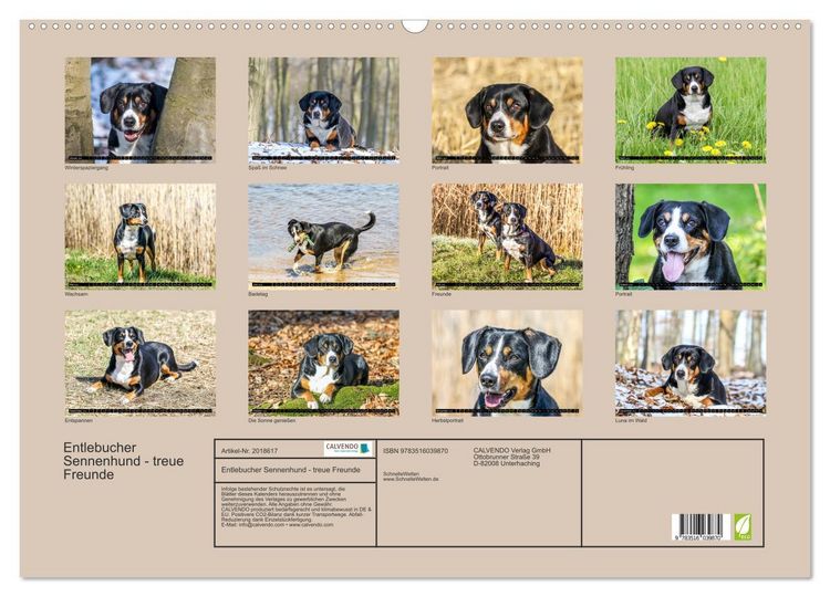 Produktbild: Entlebucher Sennenhund - treue Freunde (Wandkalender 2026 DIN A2 quer), CALVENDO Monatskalender