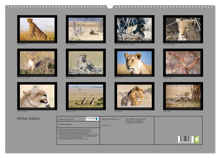 Produktbild: Afrikas Katzen (Wandkalender 2026 DIN A2 quer), CALVENDO Monatskalender