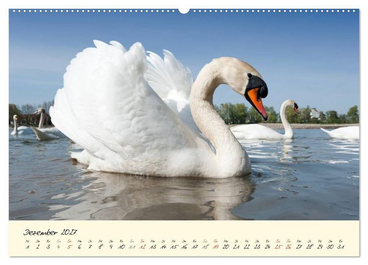 Produktbild: Vom K&uuml;ken zum stolzen Schwan (Wandkalender 2027 DIN A2 quer), CALVENDO Monatskalender