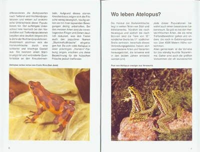 Produktbild: Harlekinfr&ouml;sche der Gattung Atelopus