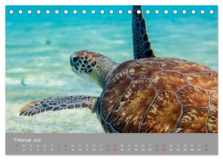 Produktbild: Meeresschildkr&ouml;ten der Karibik (Tischkalender 2026 DIN A5 quer), CALVENDO Monatskalender