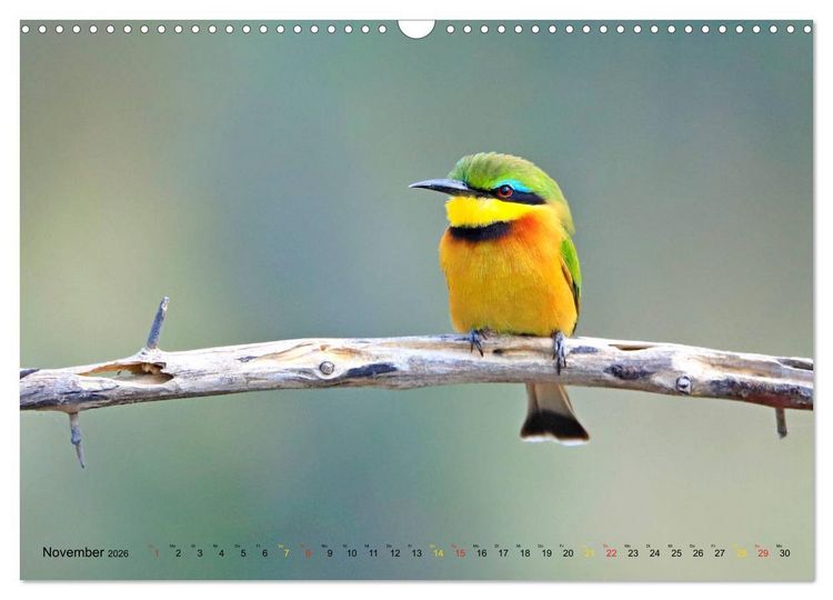 Produktbild: V&ouml;gel in Afrika - Magie der Farben (Wandkalender 2026 DIN A3 quer), CALVENDO Monatskalender