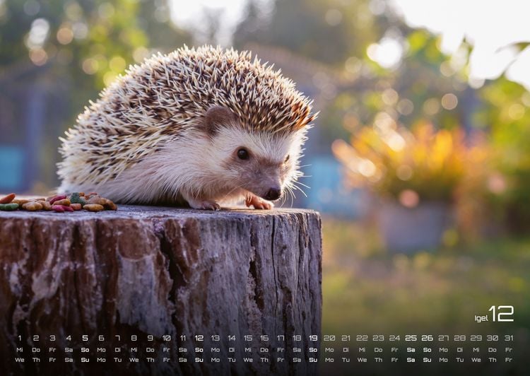 Produktbild: Waldtiere - Heimische Waldbewohner - Der Tierkalender - 2027 - Kalender DIN A2
