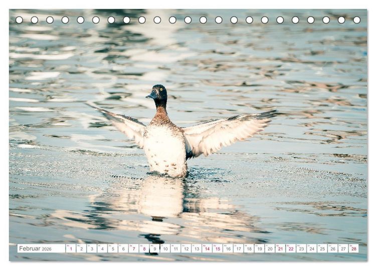 Produktbild: Vogelwelt am Bodensee 2026 (Tischkalender 2026 DIN A5 quer), CALVENDO Monatskalender