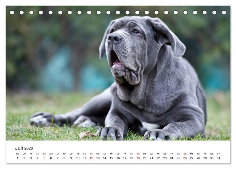 Produktbild: Mein Hundekalender 2026 (Tischkalender 2026 DIN A5 quer), CALVENDO Monatskalender
