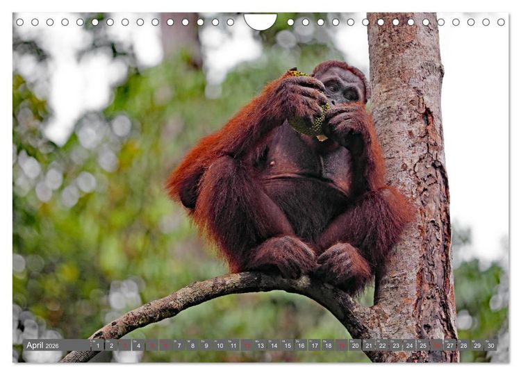 Produktbild: Im Regenwald von Borneo (Wandkalender 2026 DIN A4 quer), CALVENDO Monatskalender