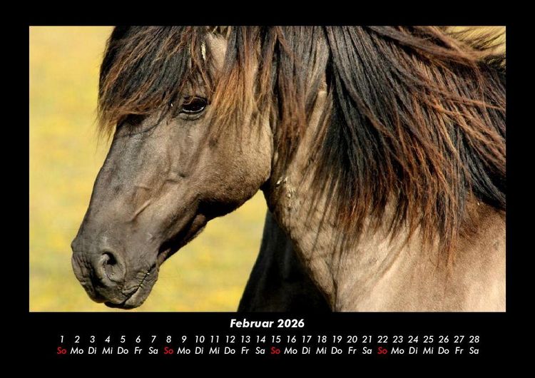 Produktbild: Pferde Kalender 2026 Fotokalender DIN A3