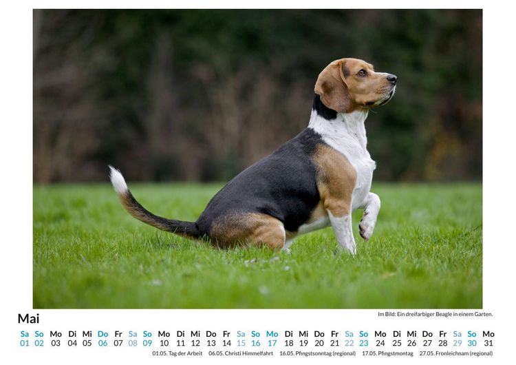 Produktbild: Beagle