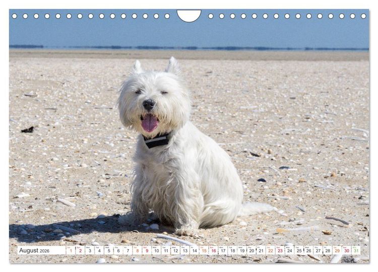 Produktbild: West Highland White Terrier - Your charming companion (Wall Calendar 2026 DIN A4 landscape), CALVENDO 12 Month Wall Calendar