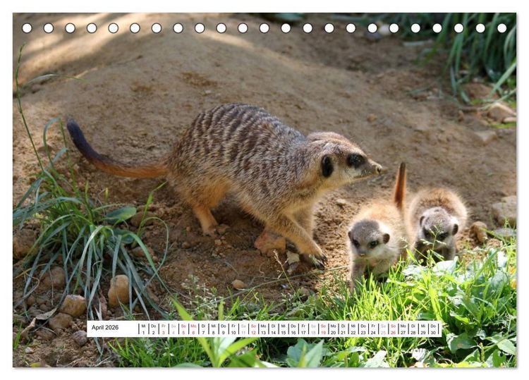 Produktbild: Erdm&auml;nnchen - Die Kobolde im Tierreich (Tischkalender 2026 DIN A5 quer), CALVENDO Monatskalender