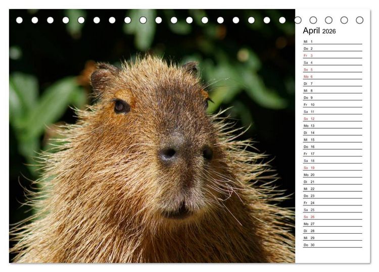 Produktbild: Faszinierende Tierportraits (Tischkalender 2026 DIN A5 quer), CALVENDO Monatskalender
