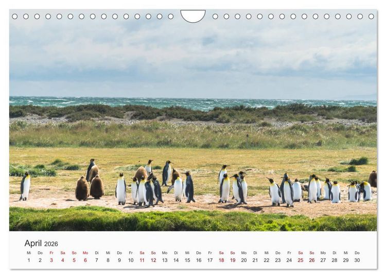 Produktbild: Pinguine - Die sympathischen Frack-Tr&auml;ger (Wandkalender 2026 DIN A4 quer), CALVENDO Monatskalender