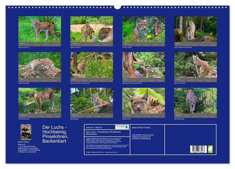 Produktbild: Der Luchs - Hochbeinig, Pinselohren, Backenbart (Wandkalender 2026 DIN A2 quer), CALVENDO Monatskalender
