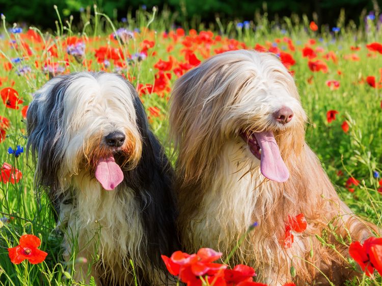 Produktbild: CALVENDO Puzzle Bearded Collies im Mohn | 1000 Teile Lege-Gr&ouml;&szlig;e 64x48cm Foto-Puzzle f&uuml;r gl&uuml;ckliche Stunden
