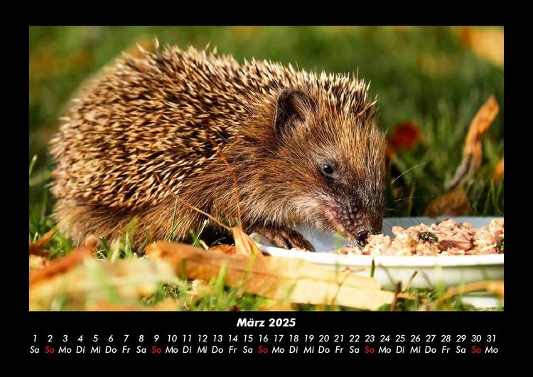 Produktbild: Welt der Tiere 2025 Fotokalender DIN A3