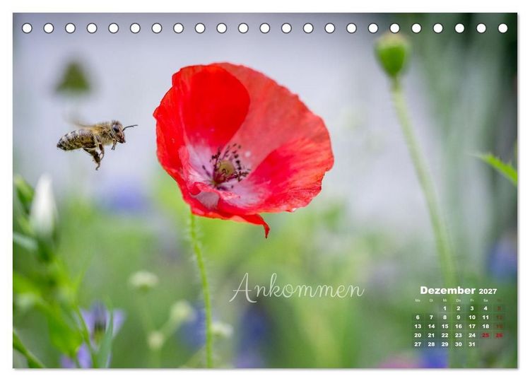 Produktbild: Bl&uuml;ten,Fl&uuml;gel und Gedanken &ndash; Ein Jahr in Bildern und Worten (Tischkalender 2027 DIN A5 quer), CALVENDO Monatskalender