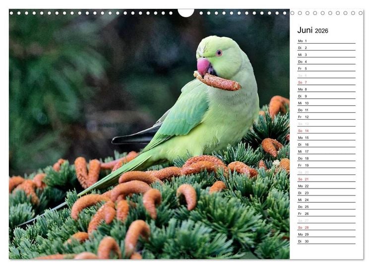Produktbild: Unsere heimischen Gartenv&ouml;gel (Wandkalender 2026 DIN A3 quer), CALVENDO Monatskalender