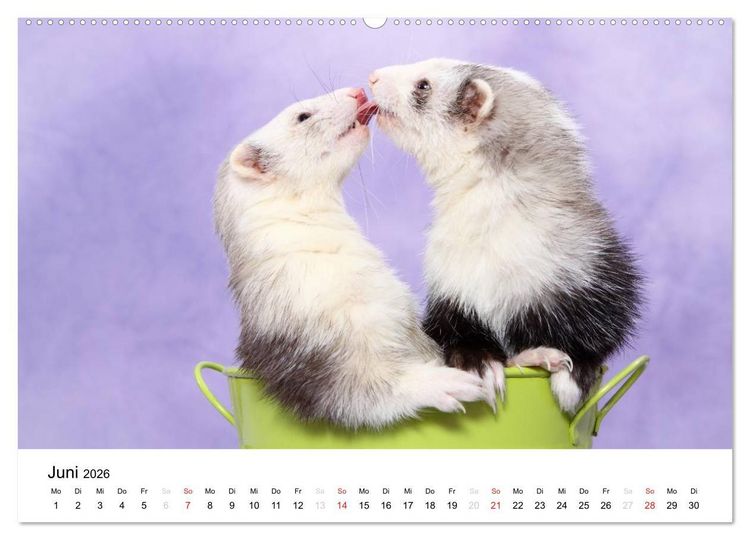 Produktbild: Frettchen - Ferrets (Wandkalender 2026 DIN A2 quer), CALVENDO Monatskalender