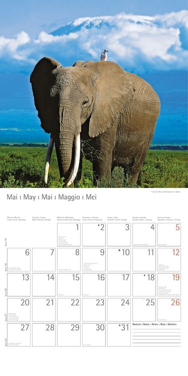 Produktbild: Elefanten - T & C-Kalender 2013