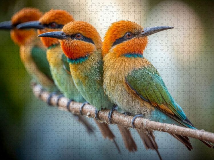 Produktbild: CALVENDO Puzzle Sie genie&szlig;en ein paar ruhige Minuten Seite an Seite | 1000 Teile Lege-Gr&ouml;&szlig;e 64x48cm Foto-Puzzle f&uuml;r gl&uuml;ckliche Stunden