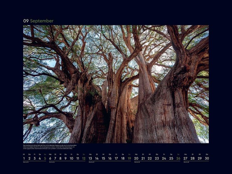 Produktbild: Alte B&auml;ume, Sinnbilder des Lebens - KUNTH Wandkalender 2027