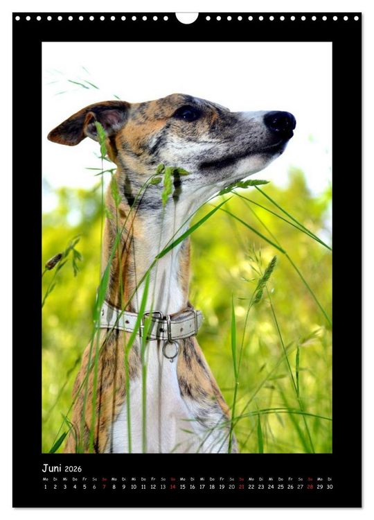 Produktbild: Ein Whippet wird erwachsen (Wandkalender 2026 DIN A3 hoch), CALVENDO Monatskalender