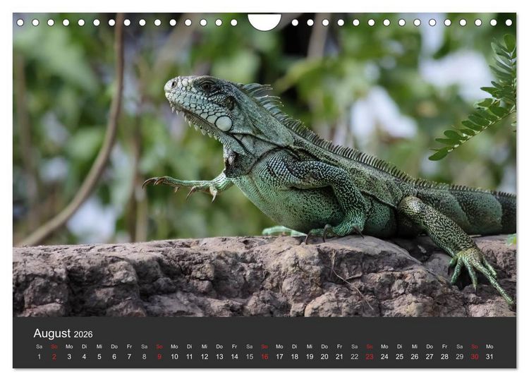 Produktbild: Wildlife Pantanal 2026 (Wandkalender 2026 DIN A4 quer), CALVENDO Monatskalender