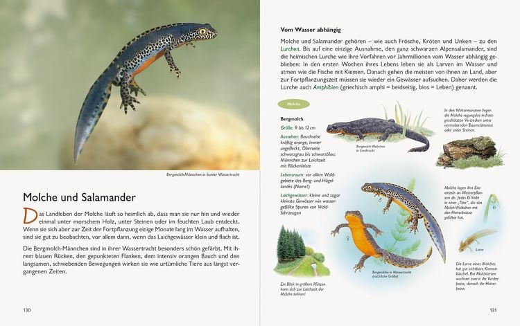 Produktbild: Wawra's Naturbuch &ndash; Unserer Natur auf der Spur, Bd. 1: S&auml;ugetiere, V&ouml;gel, Reptilien, Amphibien