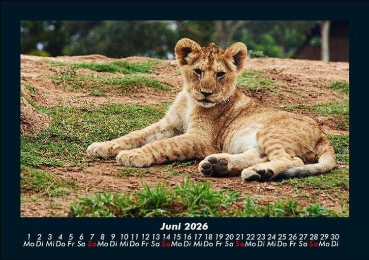 Produktbild: L&ouml;wen in der Wildnis 2026 Fotokalender DIN A5
