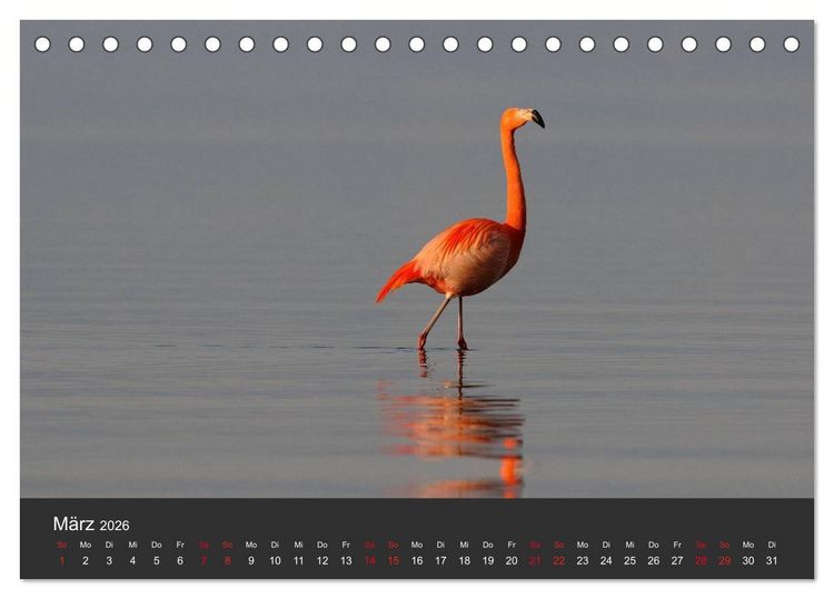 Produktbild: Pretty Flamingo (Tischkalender 2026 DIN A5 quer), CALVENDO Monatskalender
