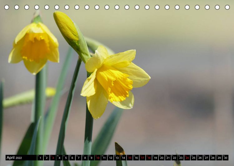 Produktbild: Fr&uuml;hling und Sommer (Tischkalender 2022 DIN A5 quer)