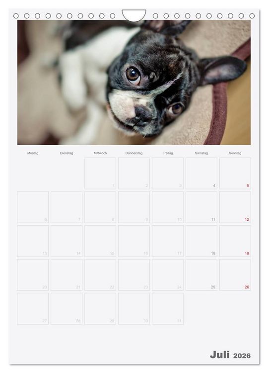 Produktbild: Boston Terrier der Hund 2026 (Wandkalender 2026 DIN A4 hoch), CALVENDO Monatskalender
