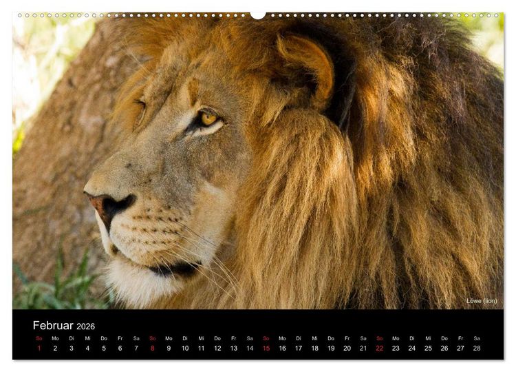 Produktbild: Raubkatzen (Wandkalender 2026 DIN A2 quer), CALVENDO Monatskalender
