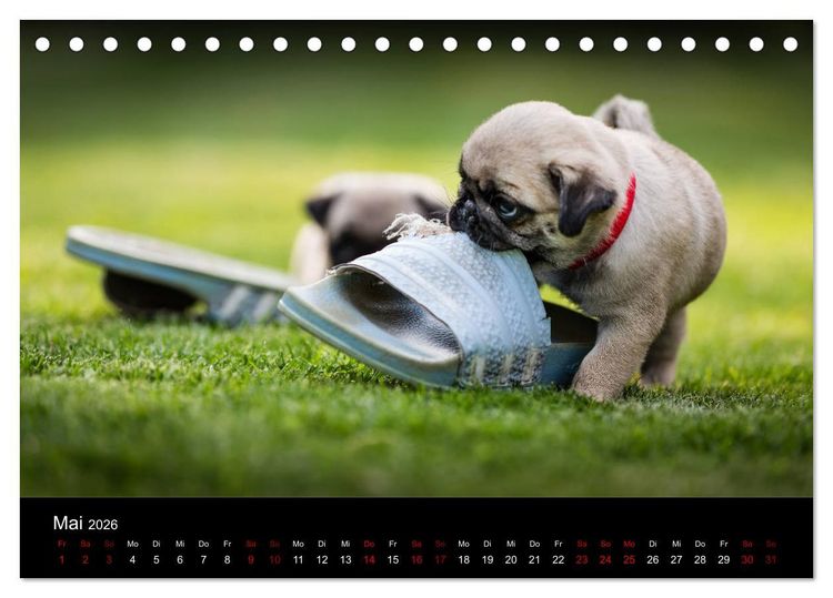 Produktbild: Mopswelpen (Tischkalender 2026 DIN A5 quer), CALVENDO Monatskalender