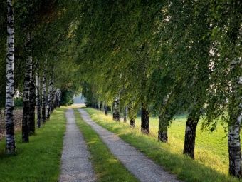 Produktbild: CALVENDO Puzzle Gr&uuml;ne Birken Allee | 1000 Teile Lege-Gr&ouml;&szlig;e 64x48cm Foto-Puzzle f&uuml;r gl&uuml;ckliche Stunden