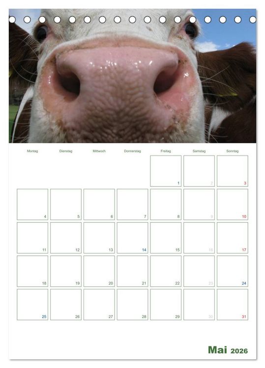 Produktbild: Kuhle K&uuml;he 2026 (Tischkalender 2026 DIN A5 hoch), CALVENDO Monatskalender
