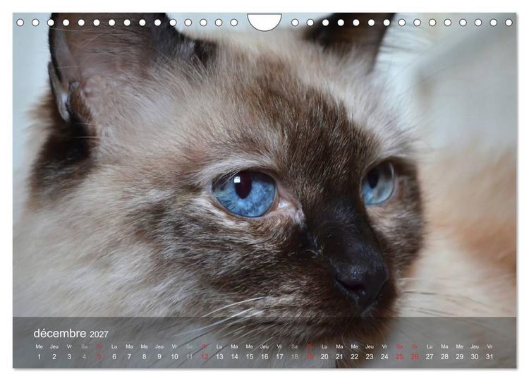 Produktbild: Mine de chat (Calendrier mural 2027 DIN A4 vertical), CALVENDO calendrier mensuel