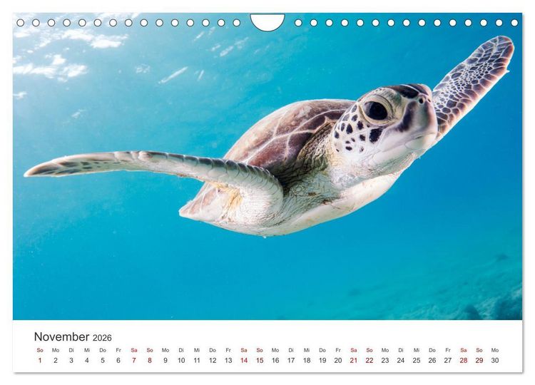 Produktbild: Schildkr&ouml;ten - Die gepanzerten Tiere. (Wandkalender 2026 DIN A4 quer), CALVENDO Monatskalender