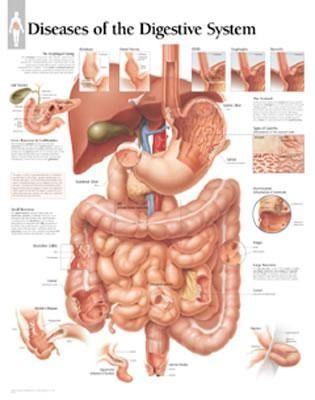 Produktbild: Diseases Of Digestive System C