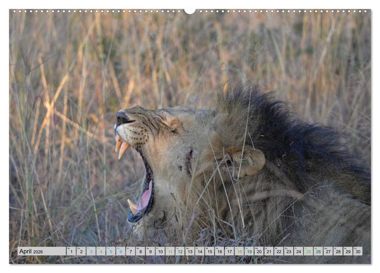 Produktbild: L&ouml;wen. Die K&ouml;nige Afrikas (Wandkalender 2026 DIN A2 quer), CALVENDO Monatskalender