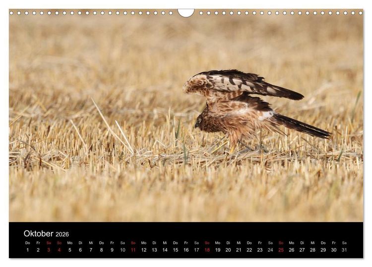 Produktbild: Wiesenweihen in Deutschland (Wandkalender 2026 DIN A3 quer), CALVENDO Monatskalender