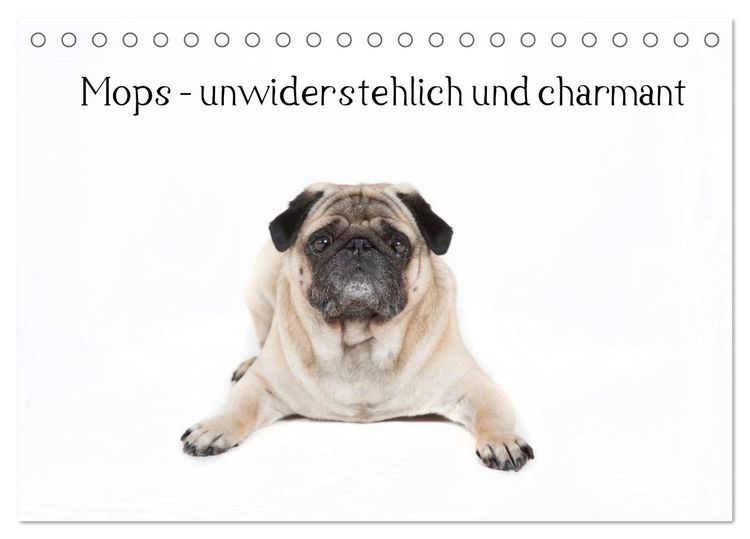 Produktbild: Mops - unwiderstehlich und charmant (Tischkalender 2026 DIN A5 quer), CALVENDO Monatskalender