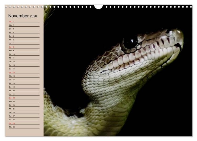 Produktbild: Schlangen (Wandkalender 2026 DIN A3 quer), CALVENDO Monatskalender