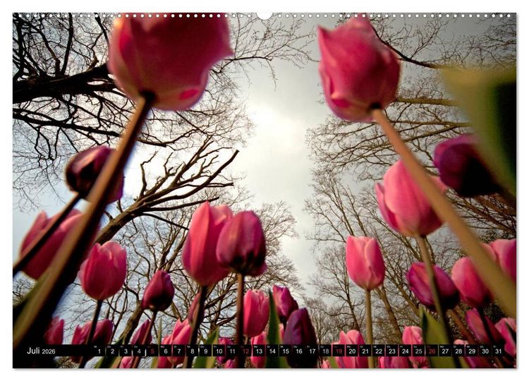 Produktbild: Tulpen (hochwertiger Premium Wandkalender 2026 DIN A2 quer), Kunstdruck in Hochglanz